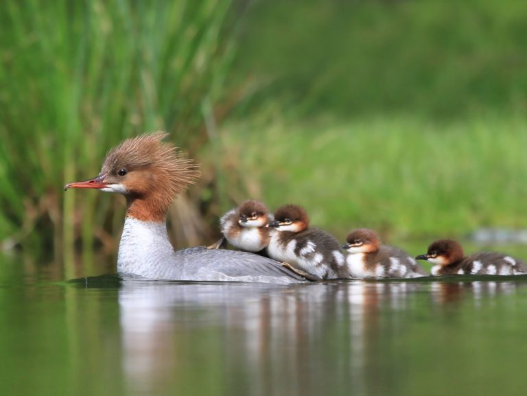 Nurogęś - Raj dla Ornitologów